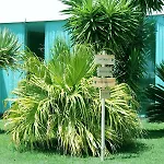 Quinta De Santa Bárbara Casa de Campo Lagoa (Azores)